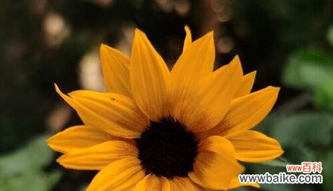 用花朵的语言鼓励和激励 以勤奋为主题的花语——努力加油的花朵