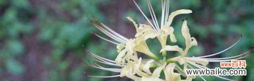 探寻白色曼陀罗花的象征与意义 白色曼陀罗