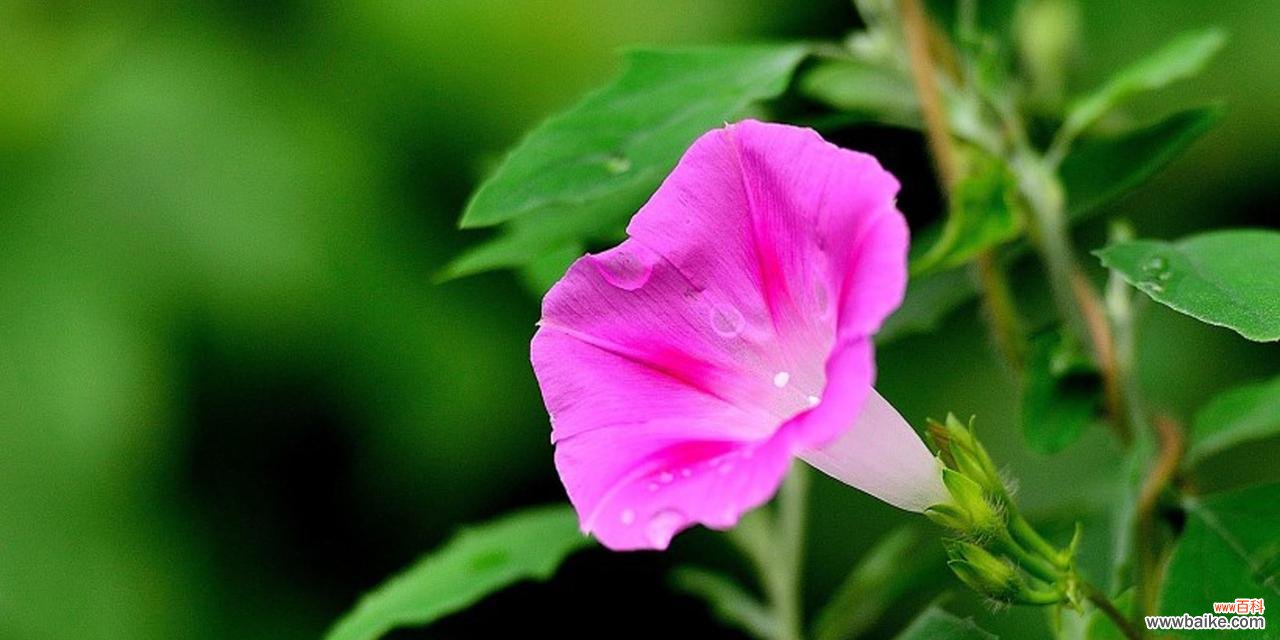 探索牵牛花的深层意义 牵牛花