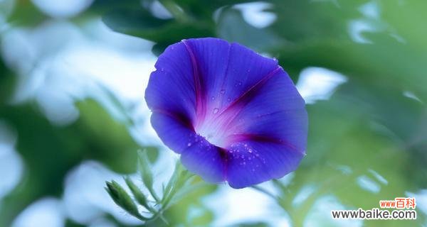 探索牵牛花的深层意义 牵牛花