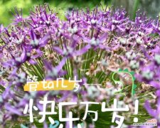 用花朵唤起人们内心的快乐源泉 花朵传递的快乐与幸福