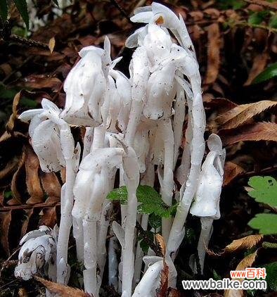 透明的水晶兰 水晶兰花语