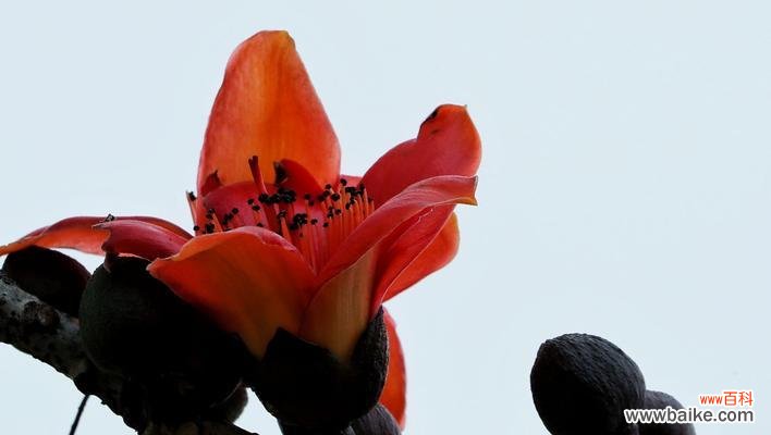 探索木棉花的寓意 木棉花花语与寓意