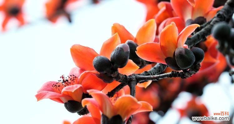 探索木棉花的寓意 木棉花花语与寓意