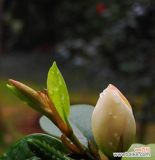 传递快乐与坚韧的微笑 笑对人生,以含笑花为寓意的文章