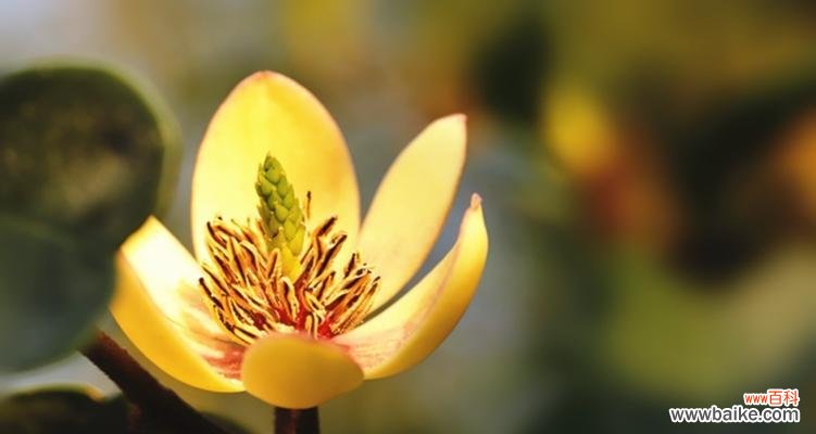 传递快乐与坚韧的微笑 笑对人生,以含笑花为寓意的文章