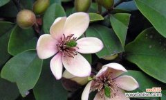 传递快乐与坚韧的微笑 笑对人生，以含笑花为寓意的文章