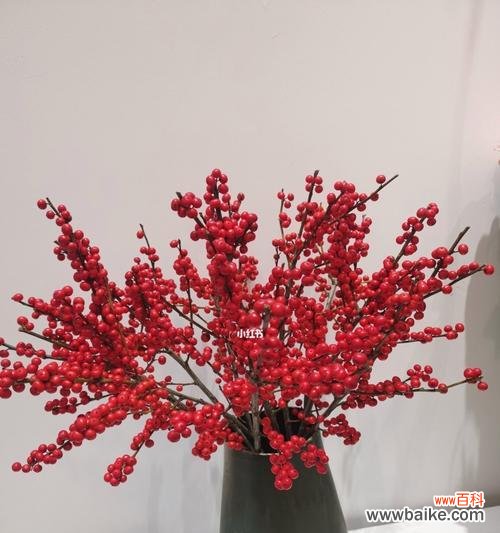 探寻冬青树的花语 以冬青树的花语——生命的坚韧与希望