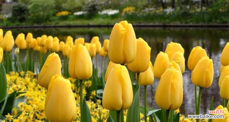 探寻郁金香小黑人花语背后的深意 郁金香小黑人的花语