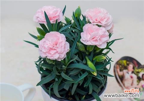 揭开康乃馨的花语之谜 康乃馨的寓意及花语