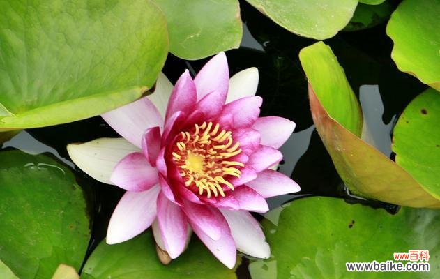 探寻睡莲花开花谢的秘密 睡莲的花语与美丽