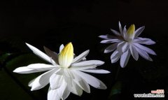 探寻睡莲花开花谢的秘密 睡莲的花语与美丽