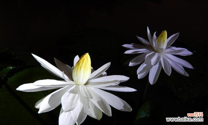 探寻睡莲花开花谢的秘密 睡莲的花语与美丽