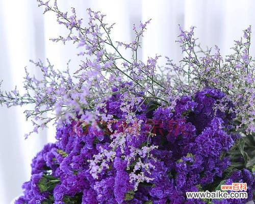 一朵花中的勇气与坚持 忘我勿忘，以勿忘我花的寓意