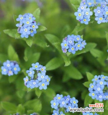 一朵花中的勇气与坚持 忘我勿忘，以勿忘我花的寓意