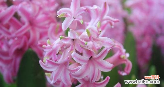 花开春风里 黄色风信子的花语