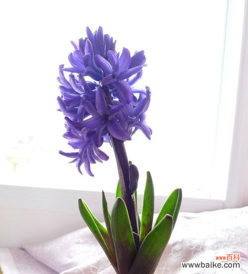 花开春风里 黄色风信子的花语