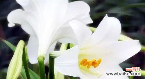 探寻白百合花的情感之谜 白百合花的象征意义