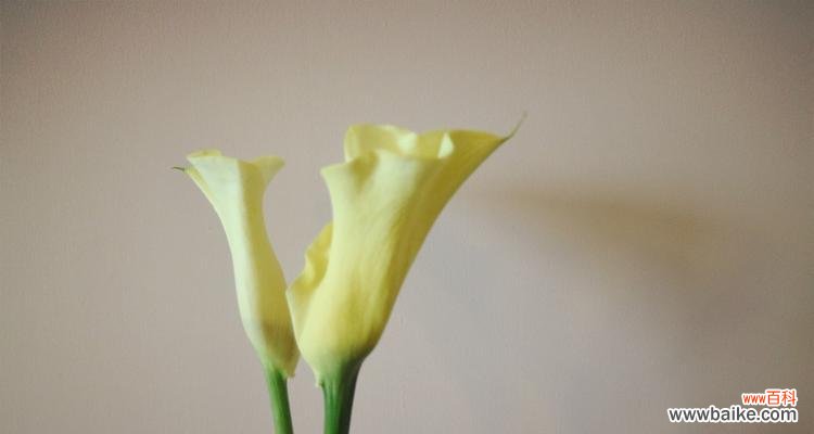 马蹄莲花的象征意义与品种特点 黄色马蹄莲花的美丽与含义