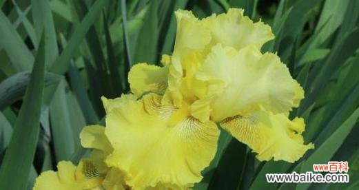 黄色鸢尾花的寓意与象征 探寻黄色鸢尾花的花语之谜