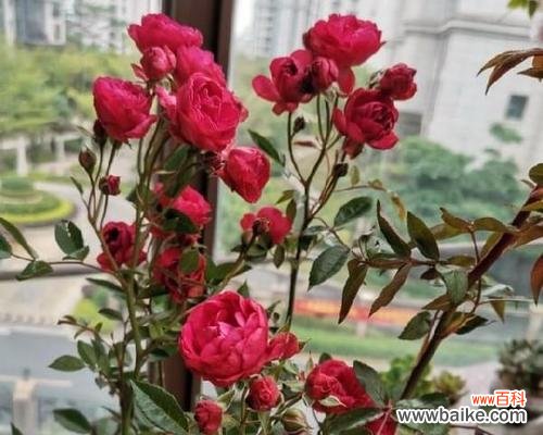 了解月季春化的关键步骤和技巧 探讨月季春化的意义与方法