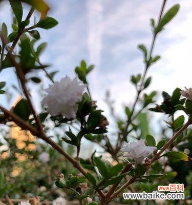 揭开六月雪的神秘面纱 六月雪的花语与寓意