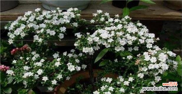 揭开六月雪的神秘面纱 六月雪的花语与寓意