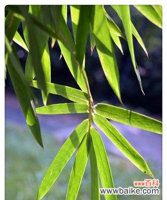 从生长到繁盛 翠竹