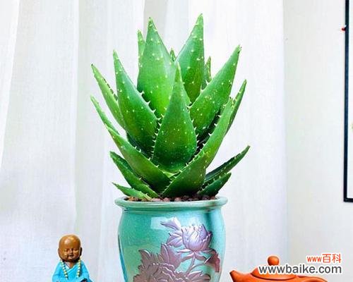 揭开芦荟花的神秘面纱 芦荟花的花语解读与意义