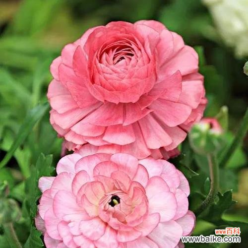 花毛茛的花语是什么？如何用花语表达情感？