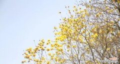 黄花风铃木的花语是什么？如何欣赏其独特的美？