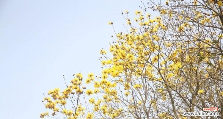 黄花风铃木的花语是什么?如何欣赏其独特的美?