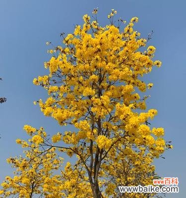 黄花风铃木的花语是什么?如何欣赏其独特的美?