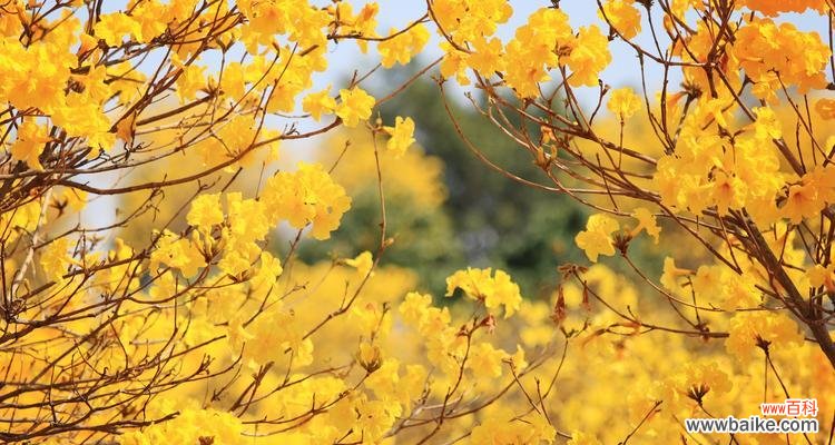 黄花风铃木的花语是什么?如何欣赏其独特的美?