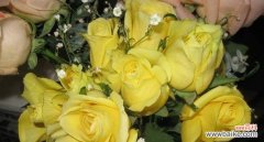 黄玫瑰的花语是什么？为什么它代表着友谊和关怀？