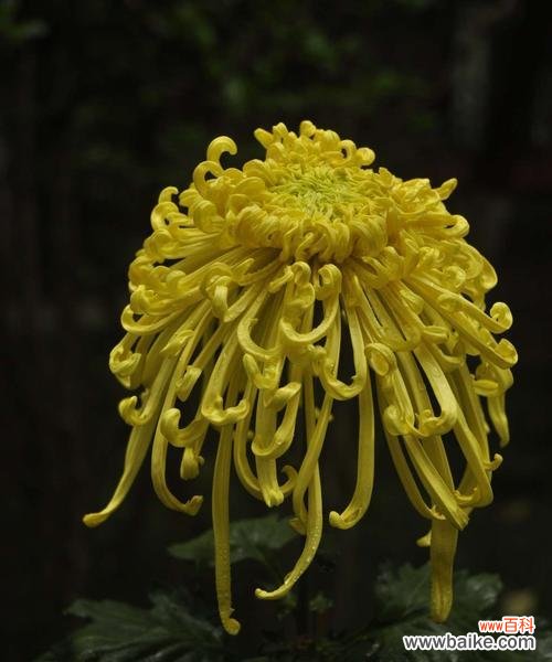 黄菊花的花语是什么？了解黄菊花的象征意义和用途？