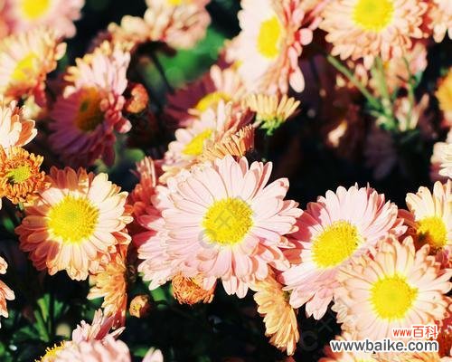 黄菊花的花语是什么？了解黄菊花的象征意义和用途？