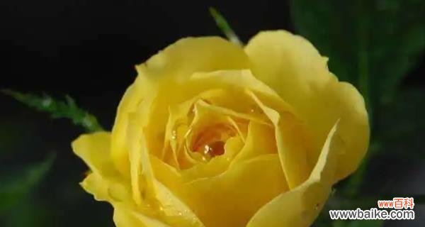 探寻友情的花朵语言 以花语代表友情的美好