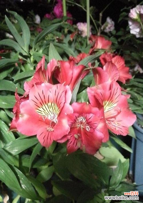 探寻友情的花朵语言 以花语代表友情的美好