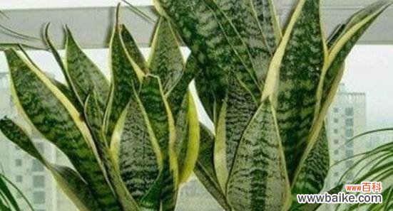 探寻虎皮兰开花的奥秘 虎皮兰开花的风水寓意