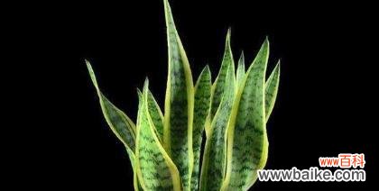 探寻虎皮兰开花的奥秘 虎皮兰开花的风水寓意