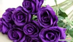 探寻玫瑰花背后的隐含信息 玫瑰花的花语及其意义