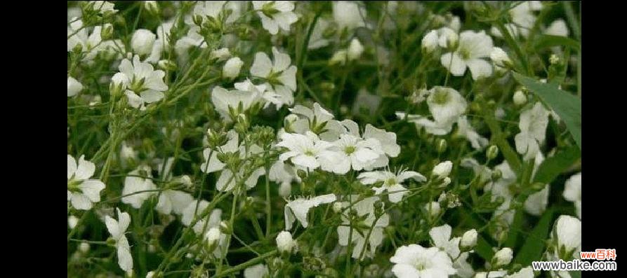 美丽的满天星 绿色满天星花语