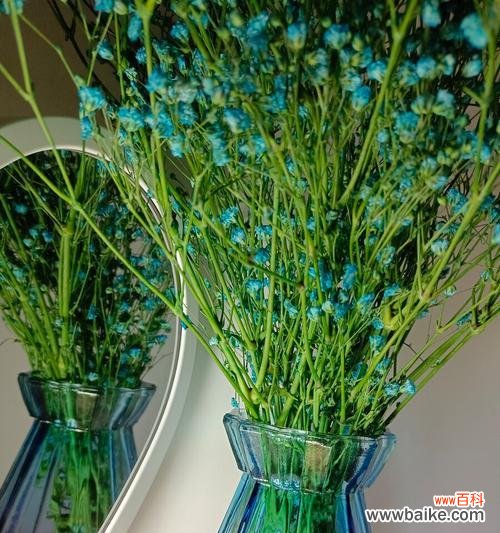 美丽的满天星 绿色满天星花语