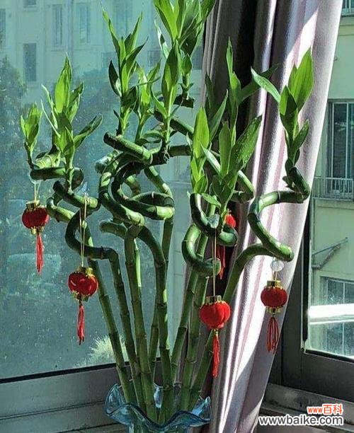 揭示富贵竹开花的神秘面纱 富贵竹开花的寓意与预示