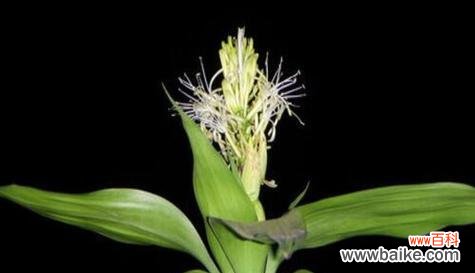 揭示富贵竹开花的神秘面纱 富贵竹开花的寓意与预示