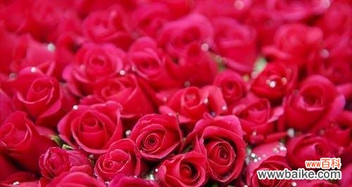 探究玫瑰花语之美丽与祝福 16朵玫瑰花的花语及意义