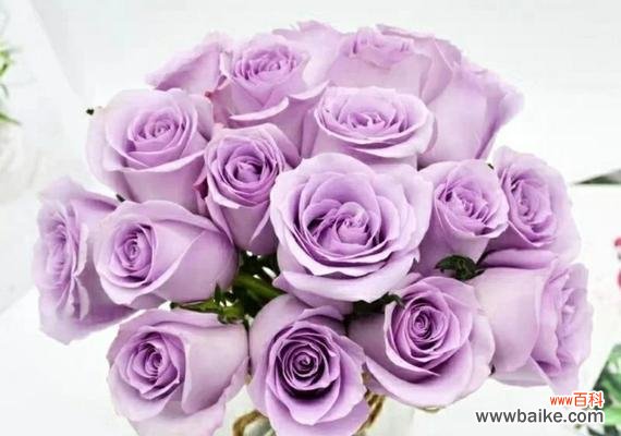 探究紫色玫瑰代表的深刻寓意 紫色玫瑰的意义与象征