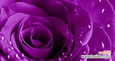 探究紫色玫瑰代表的深刻寓意 紫色玫瑰的意义与象征