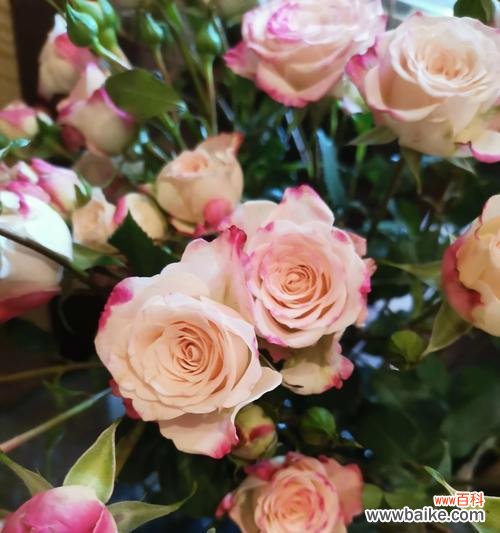 爱的绽放与温柔 11朵粉色玫瑰的花语